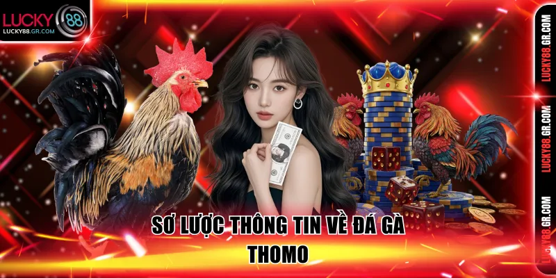 Đôi nét thông tin về đá gà Thomo tại Lucky88